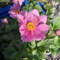 Anemone hybrida Serenade înflorește la sfârșitul verii.