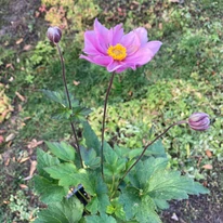 Inforescența plantei Anemone pe o tulpină florală înaltă. 