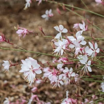 Gaura lindheimeri - Floarea albinei albă