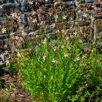 Floarea albinei într-un strat de flori. 