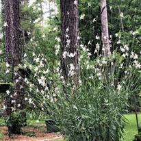 Gaura lindheimeri - Floarea albinei albă