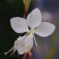 Gaura lindheimeri - Floarea albinei albă