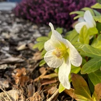 Helleborus niger - Trandafirul Crăciunului