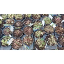 Heuchera micrantha - Clopoțelul purpuriu