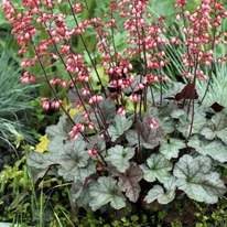 Heuchera micrantha - Clopoțelul purpuriu
