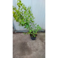 Kerria japonica Golden Guinea multi-ramificat la ghiveci. 