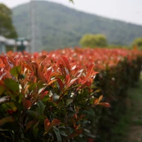 Photinia x fraserii Red Robin decorează cu lăstari roșiatici. 
