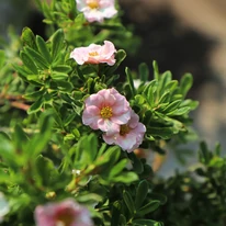 Potentilla fruticosa cu flori roz. 