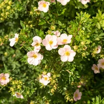 Potentilla fruticosa înflorit. 