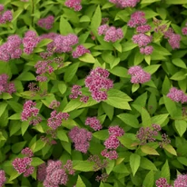 Spirea japonica în plină floare
