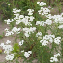 Flori albe de Achillea millefolium.