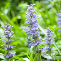 Ajuga sp. - Vinețica cu frunze galbene