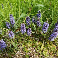 Ajuga sp. - Vinețica cu frunze galbene