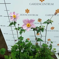 Anemone hybrida Serenade în timpul înfloririi. 