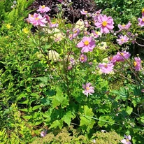 Floarea vântului plantat într-un strat peren.