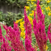 Astilbe x arendsii Paul Gaarder decorează cu inflorescențe roșiatice. 