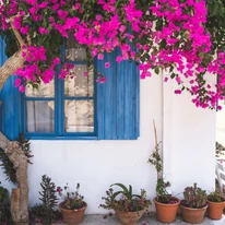 Bougainvillea, floare de hârtie în plină înflorire.