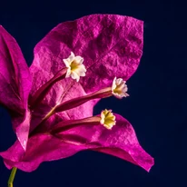 Inflorescența Floarei de hârtie este uimittoare de aproape. 
