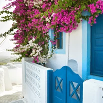 Bougainvillea crează o atmosferă mediteraneană în grădină. 