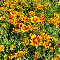 Florile plantei Coreopsis Li'l Daybreak de aproape. 
