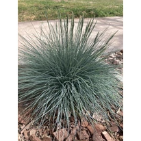 Festuca glauca plantat într-un strat de flori.