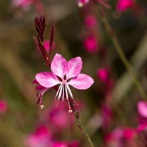 Floarea roz a plantei perene Gaura lindheimeri Geyser Pink.