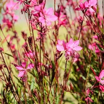 Floarea albinei Geyser Pink înflorește abundent. 