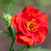 Floarea viu colorată a plantei perene Geum, varietatea cu flori roșii. 