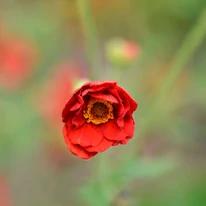 Geum, la începutul înfloririi. 