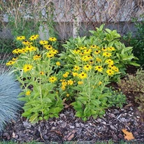 Rudbeckia fulgida de un an, plantat într-un strat de flori. 