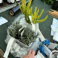Împachetarea lavandei Hidcote. 