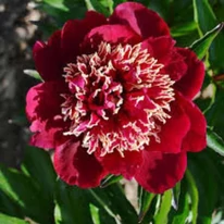 Floarea bujorului Paeonia lactiflora Charles Burgess.