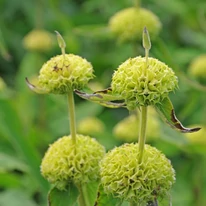 Florile salviei de Ierusalim. 