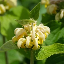 Florile galbene ale salviei de Ierusalim. 