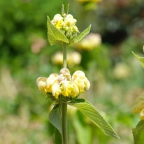Florile galbene ale salviei de Ierusalim. 