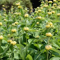 Îți recomandăm să plantezi salvia de Ierusalim în grupuri. 