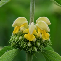 Salvia de Ierusalim decorează cu florile sale galbene. 