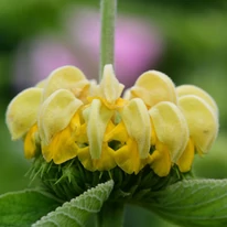 Phlomis russeliana înflorește pe tot parcursul verii. 