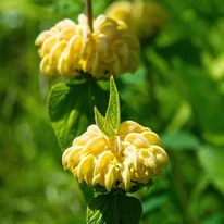 Phlomis russeliana preferă locurile însorite. 