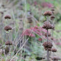 Phlomis russeliana oferă o priveliște minunată și toamna. 