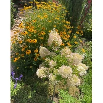 O hortensie tip pomișor decorează în fața florilor galbene de Rudbeckia.
