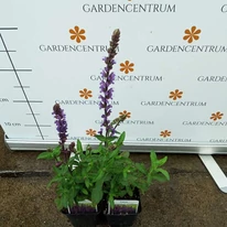 Salvia nemorosa Caradonna - Salvie ornamentală