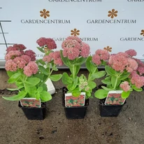 Sedum spectabile în timpul înfloririi, în pepiniera noastră, luna octombrie. 