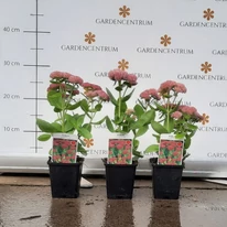 Sedum spectabile în pepiniera noastră la începutul lunii octombrie. 
