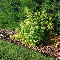 Sedum spectabile dezvoltat într-un strat de flori. 