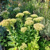Sedum spectabile plantat într-un strat peren. 