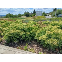 Sedum plantat într-un strat, în luna iunie. 