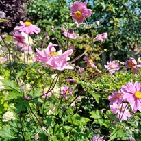 Anemone hybrida înflorită. 
