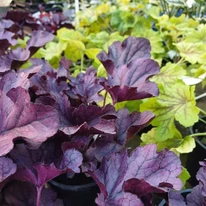 Heuchera Red Lightening - Clopoțel galben