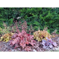 Heuchera micrantha - Clopoțelul purpuriu